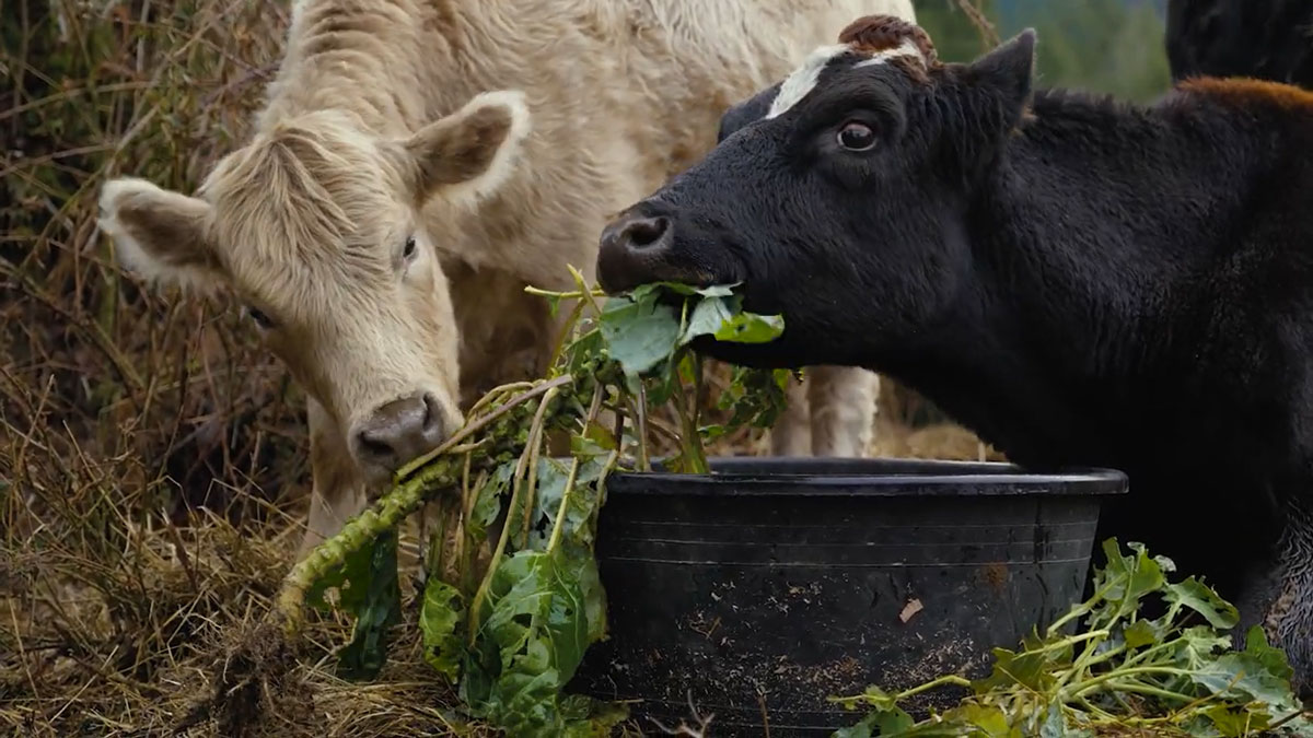 A cow eating Brussel sprout stems.