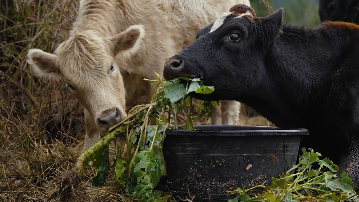 Newborn Calf Leads Mother Cow to Greet Stranger Who Helped Them Reunite ( WATCH)