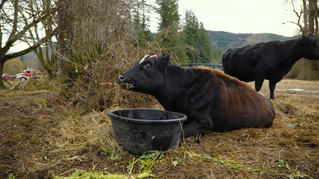 A dairy cow laying down, eating hay.