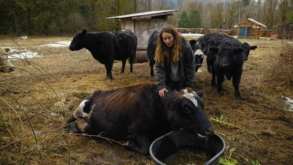 A woman scratching her expecting dairy cow.