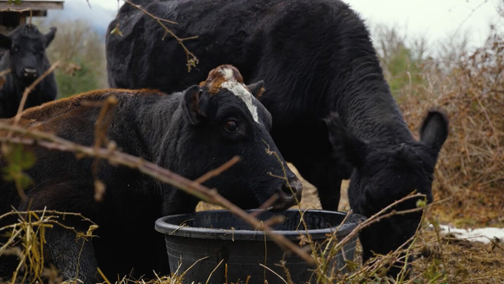 A profile of a cow.