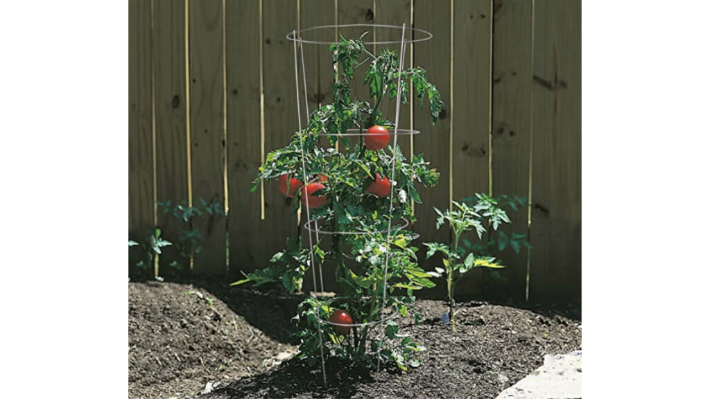 Tomato plant in a tomato cage.