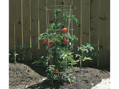 Tomato plant in a tomato cage.