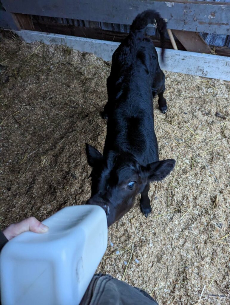 Image of a baby bull calf nursing from a bottle.