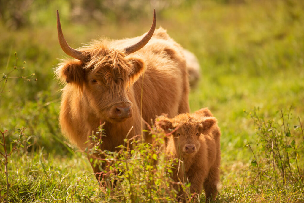 Scottish Highland Cow and calf.