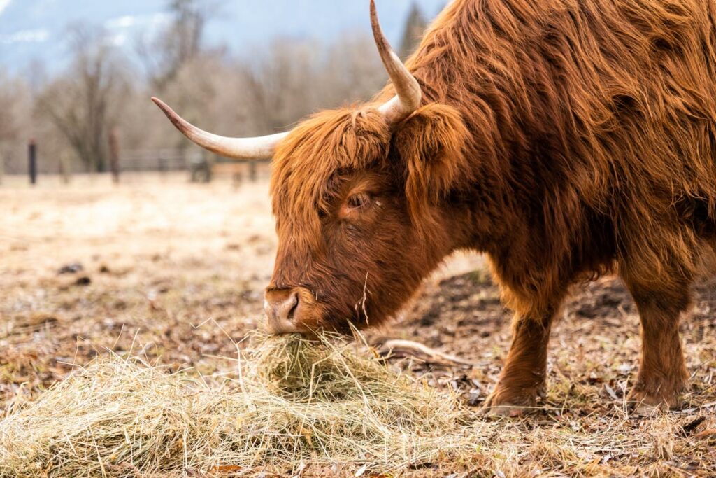Scottish Highland Cow grazing in a field.