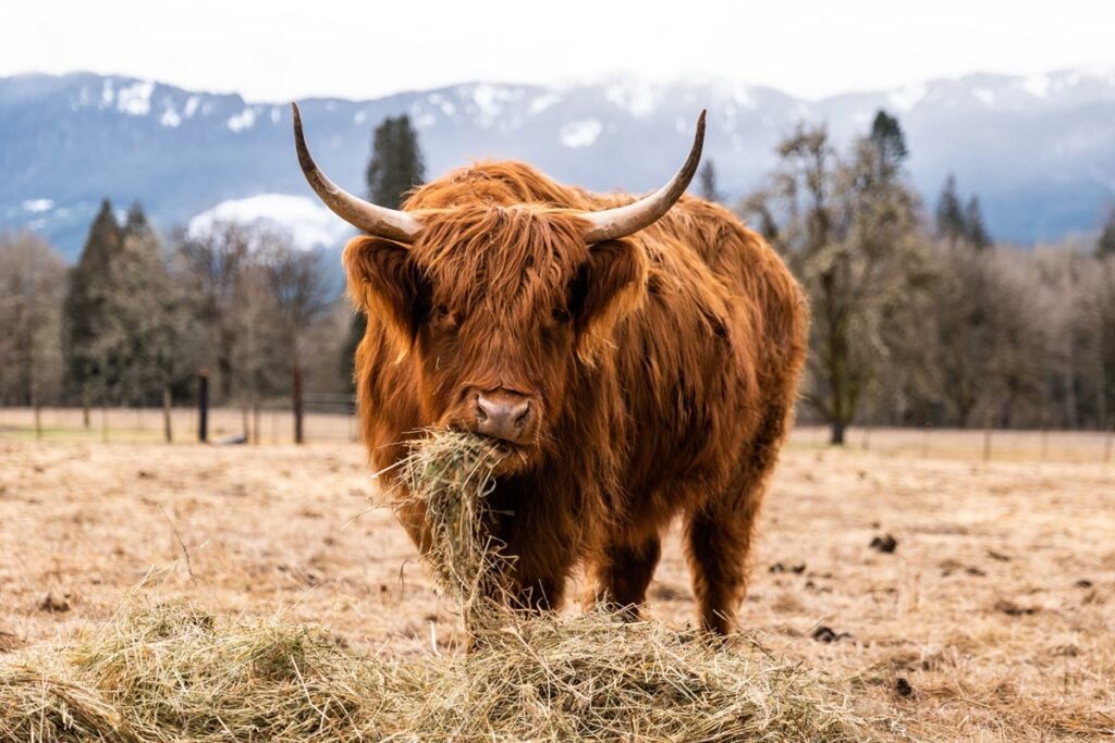 Scottish Highland Cow grazing in a field.