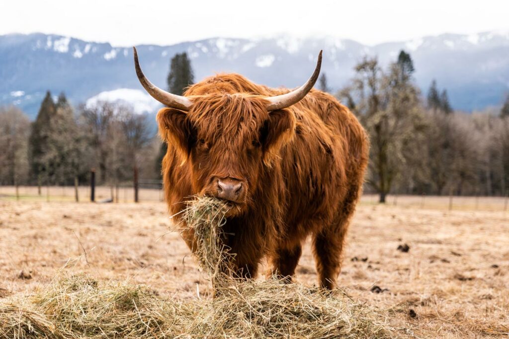 Highland Cattle, Scotland