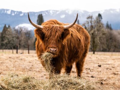 Scottish Highland Cow grazing in a field.