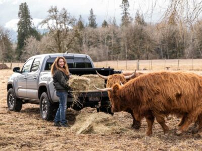 Scottish Highland Cow grazing in a field with a woman by a truck throwing out feed.
