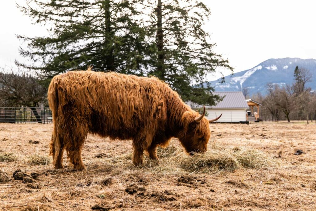 Scottish Highland Cow grazing in a field.