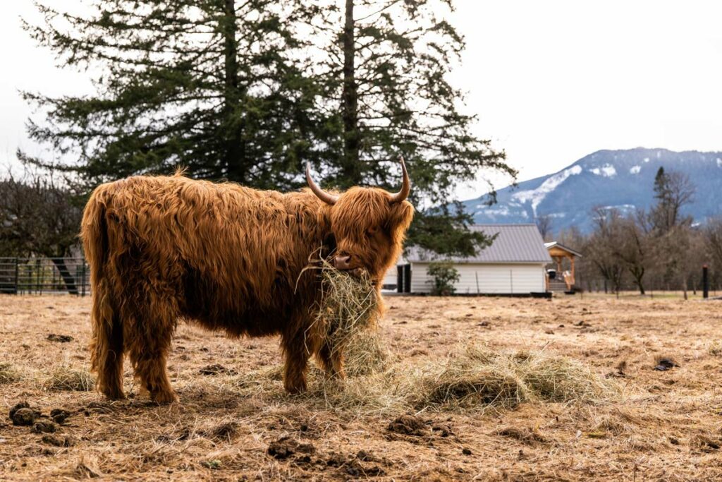 Finding Scotland's Grazing Highland Coos