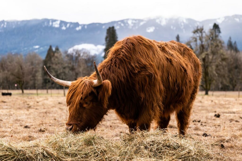 Scottish Highland Cow grazing in a field.