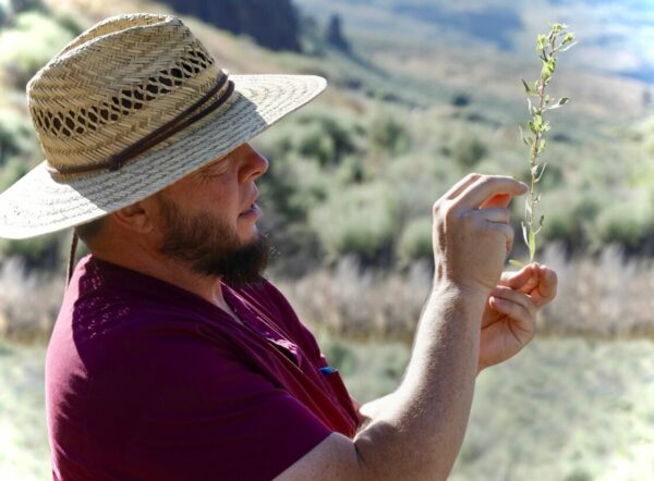 Man in hat holding lomatium plant in field