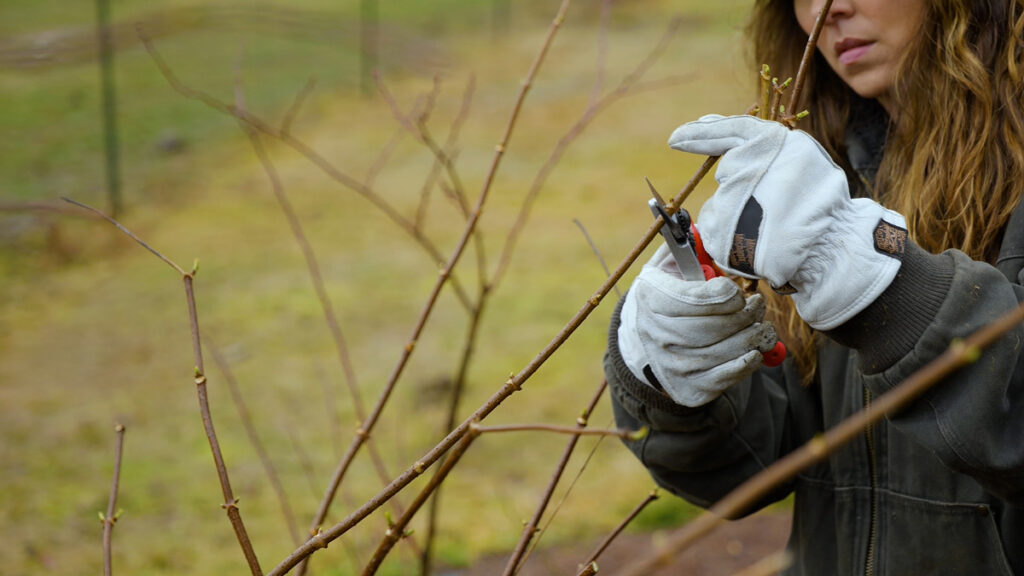 A woman cutting an elderberry cutting from an elderberry tree.