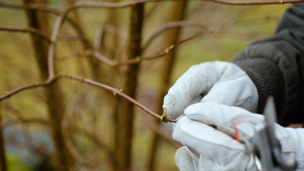 A woman cutting an elderberry cutting from an elderberry tree.