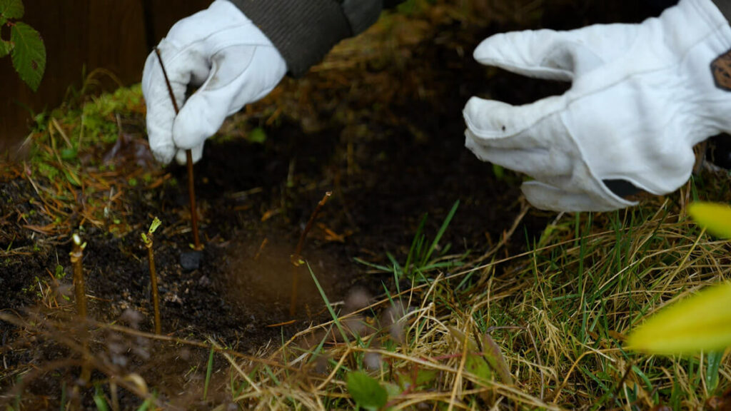 A hand planting an elderberry cutting into soil.