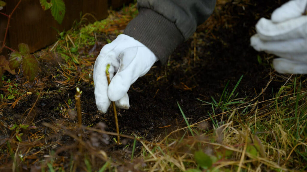 A hand planting an elderberry cutting into soil.