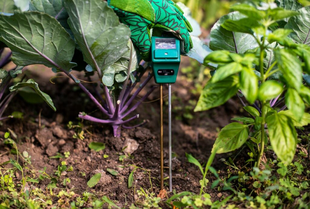 Soil meter being placed into the soil in a vegetable garden.