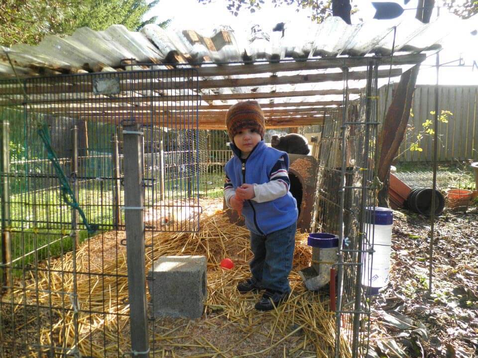 A toddler inside a chicken coop.