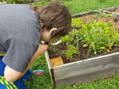 A young boy looking at a garden bed with a magnifying glass.