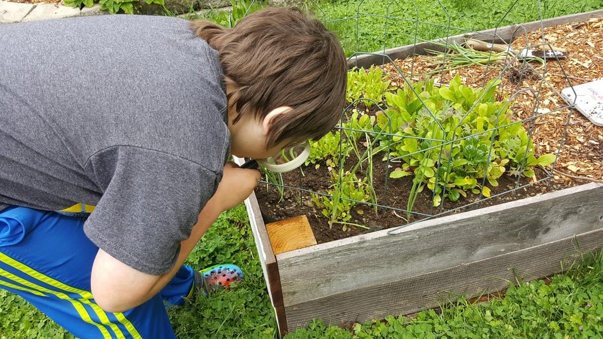 A young boy looking at a garden bed with a magnifying glass.