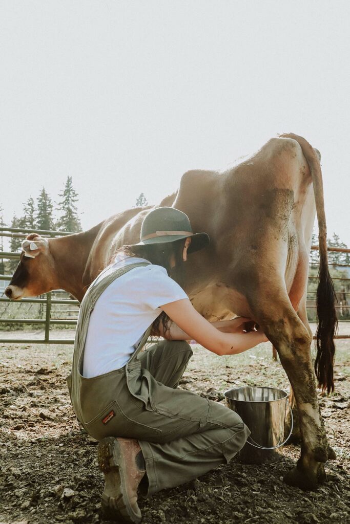 A woman milking a dairy cow.