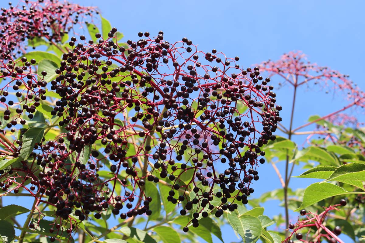 Elderberries growing on a bush.