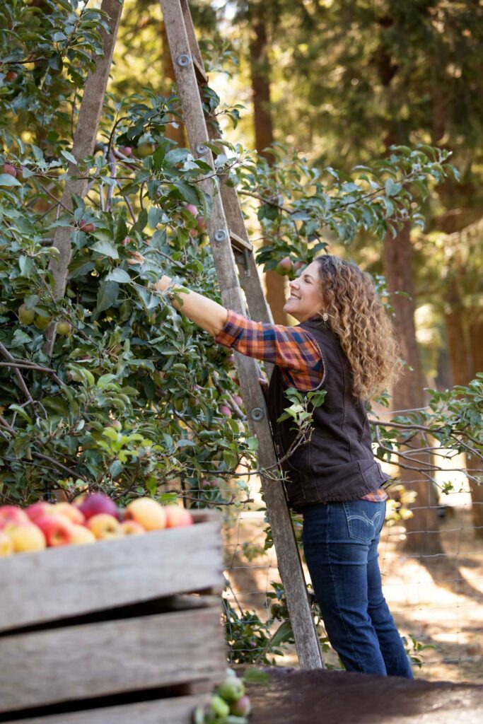 A woman on a ladder picking apples.