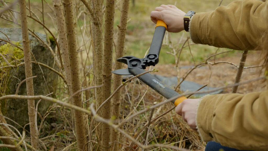 A woman pruning an elderberry bush with loppers.