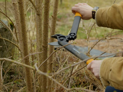 A woman pruning an elderberry bush with loppers.