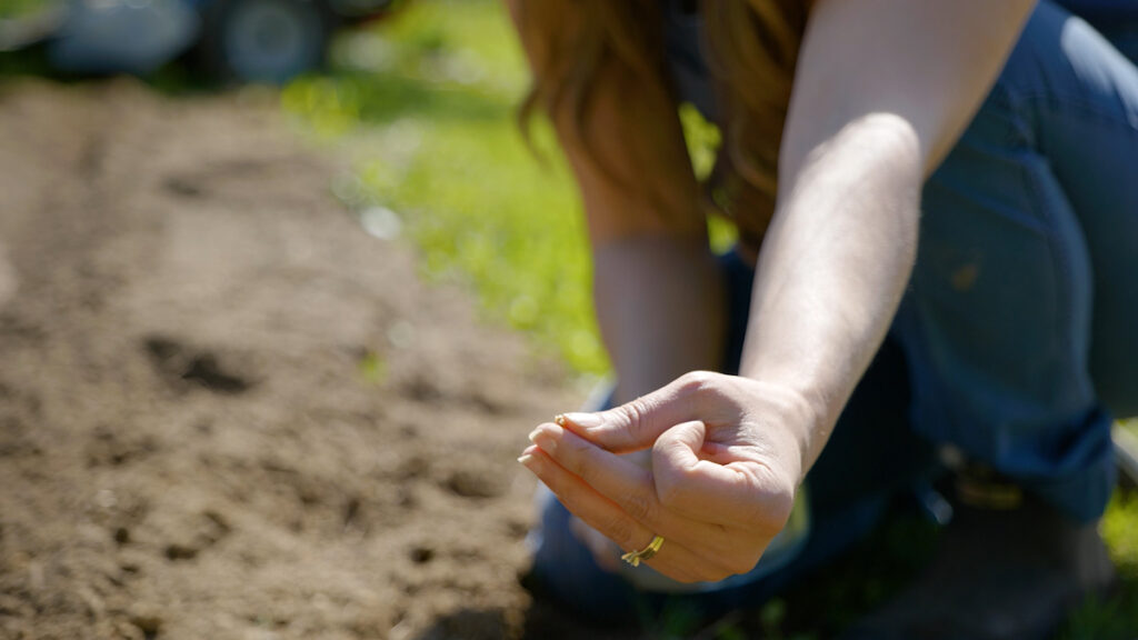 A woman's hand holding a beet seed ready to plant in the garden.