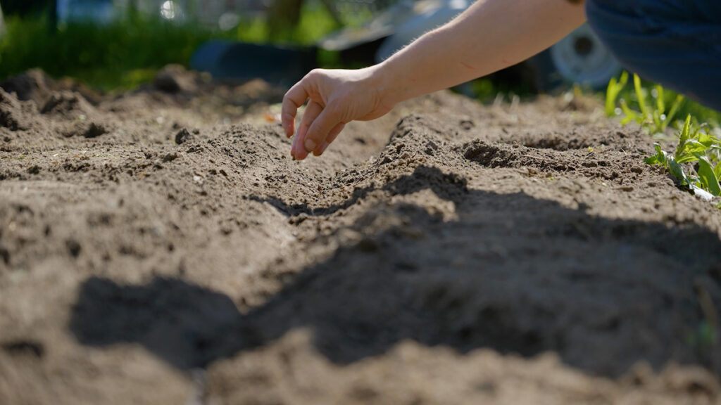 A woman's hand planting a beet seed in the garden.