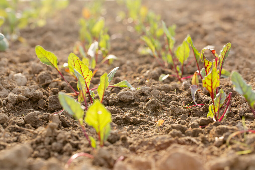 Beet seedlings thinned out in a garden.