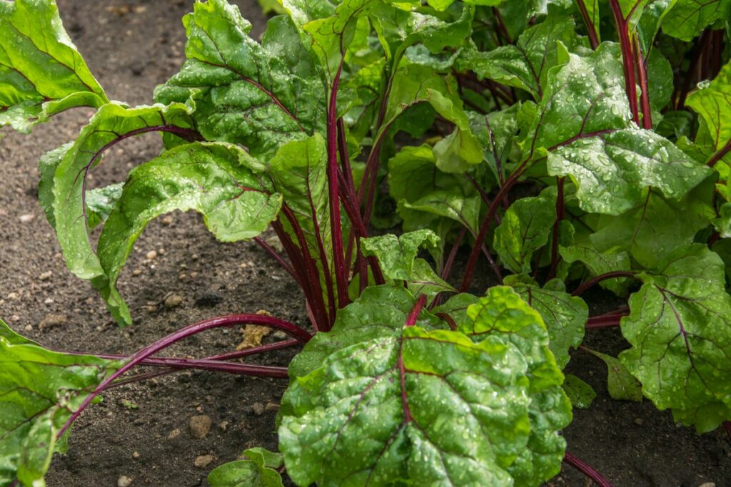 Beets growing in the garden.