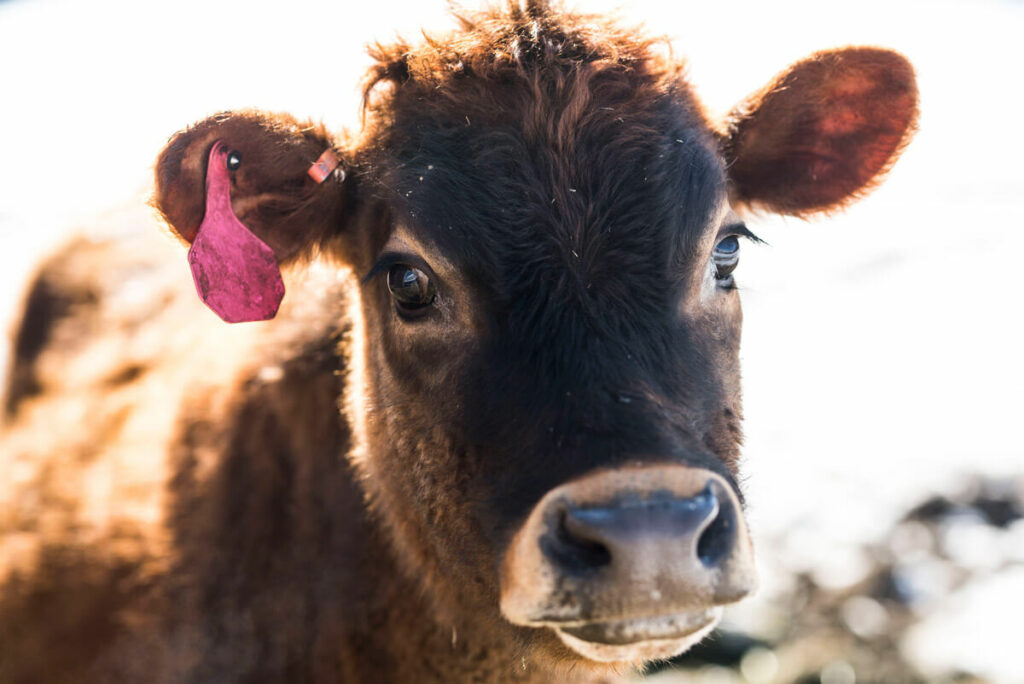 Up close photo of a dairy cow.