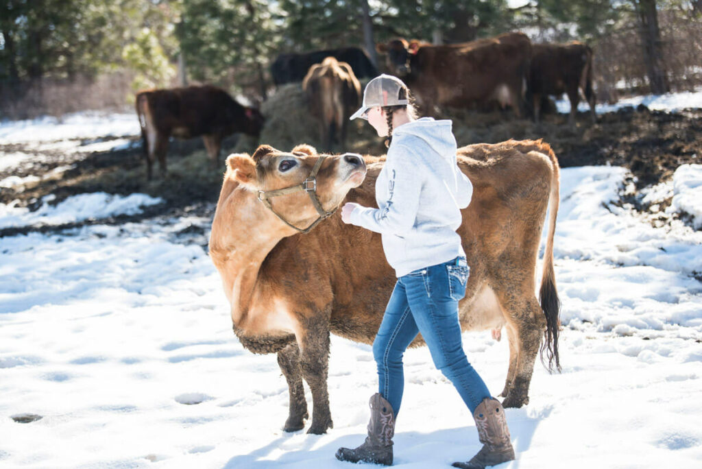 Purebred A2/A2 Mini Jersey Milk Cows, North Woods Homestead, Idaho - BLOG