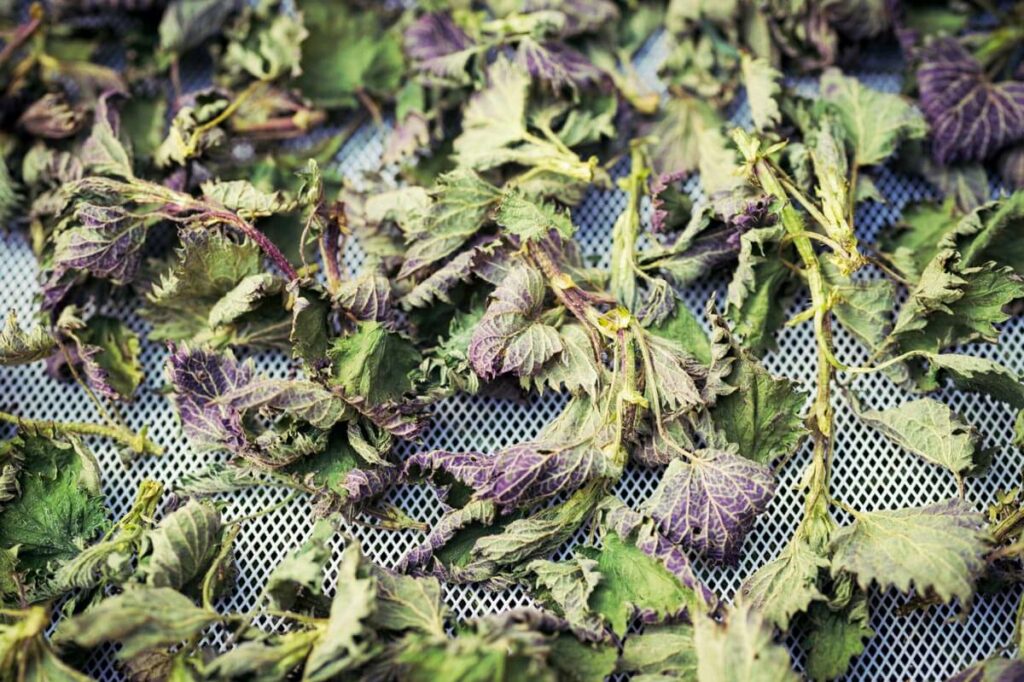 Dehydrated stinging nettles on a tray.