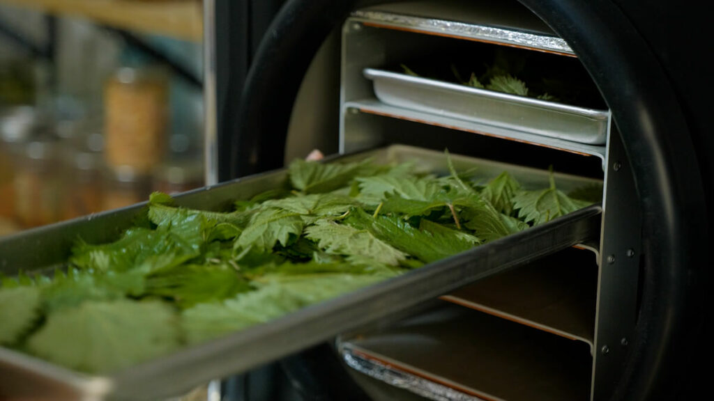 Stinging nettles going into a freeze dryer.