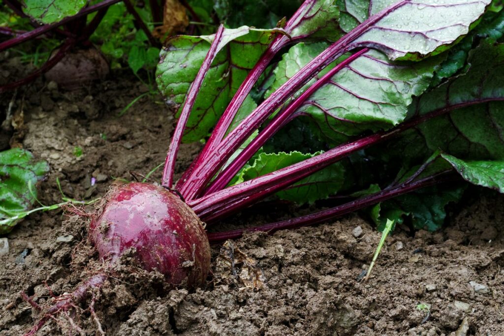 A freshly harvested beet in the garden.