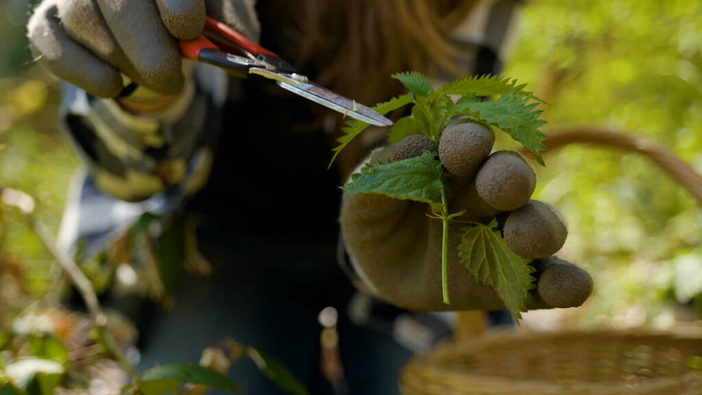 A woman harvesting stinging nettles.