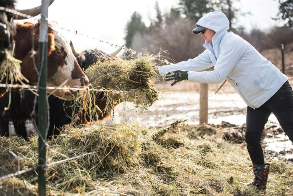 A woman tossing feed to dairy cows.