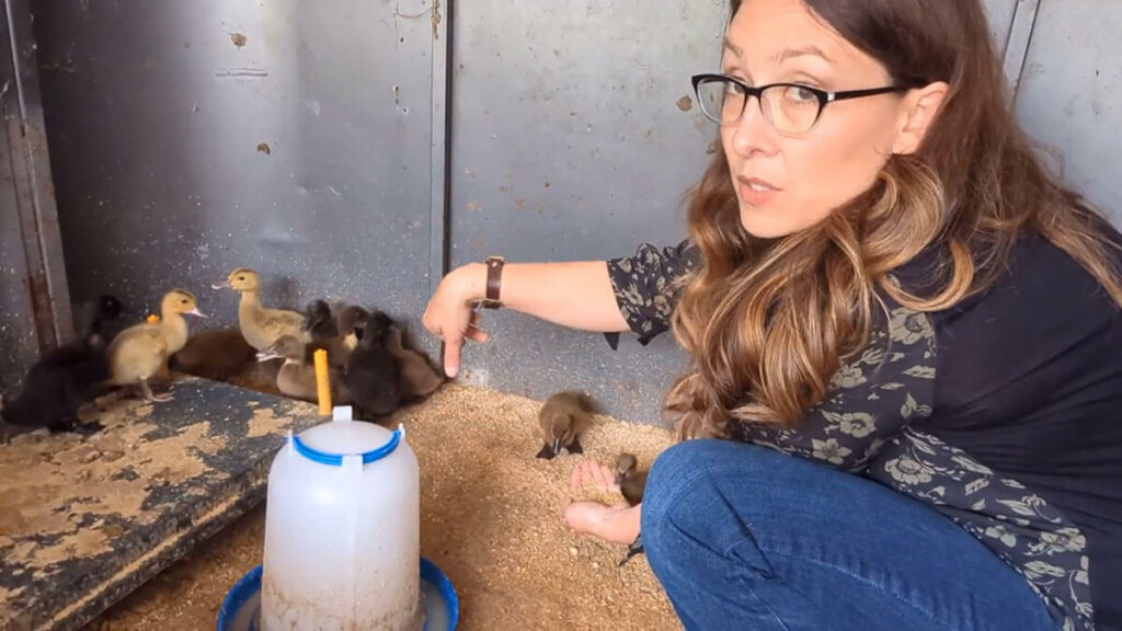 A woman crouching next to baby ducks.