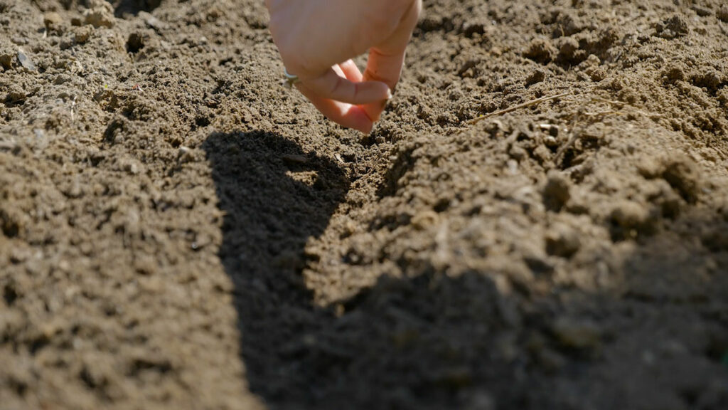 A woman's hand planting a beet seed in the garden.