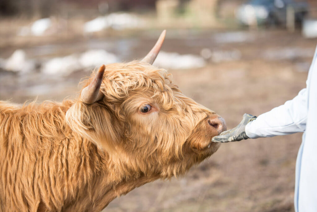 A woman scratching the chin of a Scottish Highland cow.