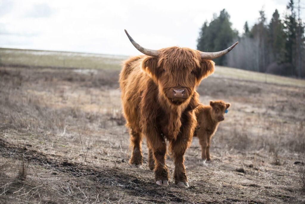 Scottish Highland and baby calf in a field.