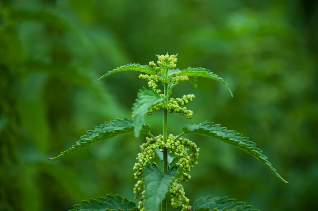 Purple Dead Nettle - Foraging, Medicinal, and Cooking Guide - Melissa K.  Norris