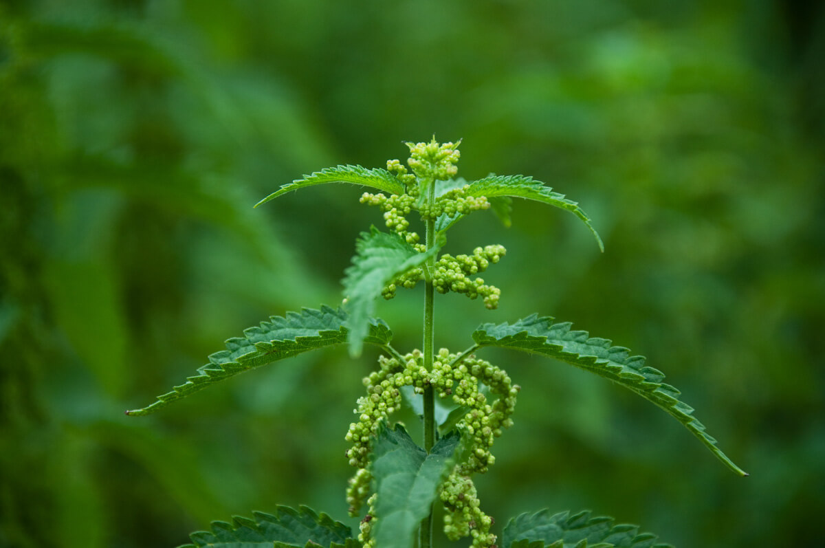 How to Forage Wild Edibles Morel Mushrooms and Nettle Leaves