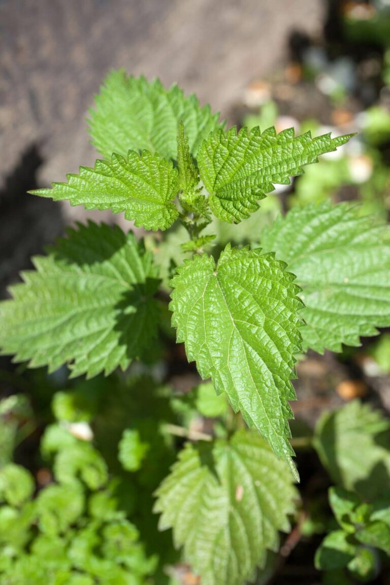 Nettle Leaf Tea Recipe (+Medicinal Benefits)