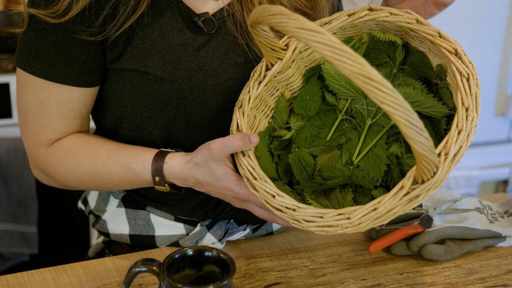 Freshly harvested stinging nettles in a basket.